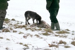 Jagd Wild Aufbrechen